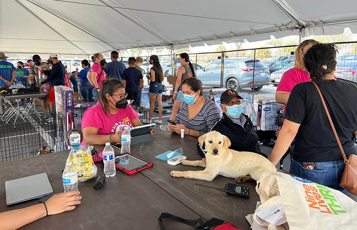 Group of people under the tent for the adoption event, with a puppy on a table