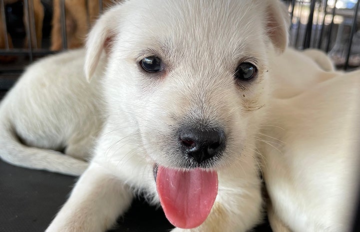 White puppy in a wire kennel with tongue hanging out
