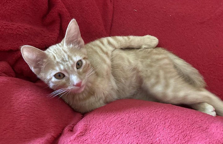 Sunny the orange tabby kitten lying on a pink blanket