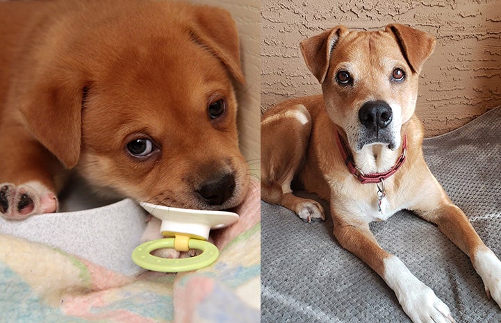 Collage of two photos: One of Timon as a puppy and another as an adult