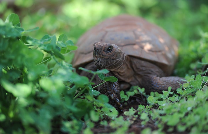 Gobi the tortoise in some greens in the shade
