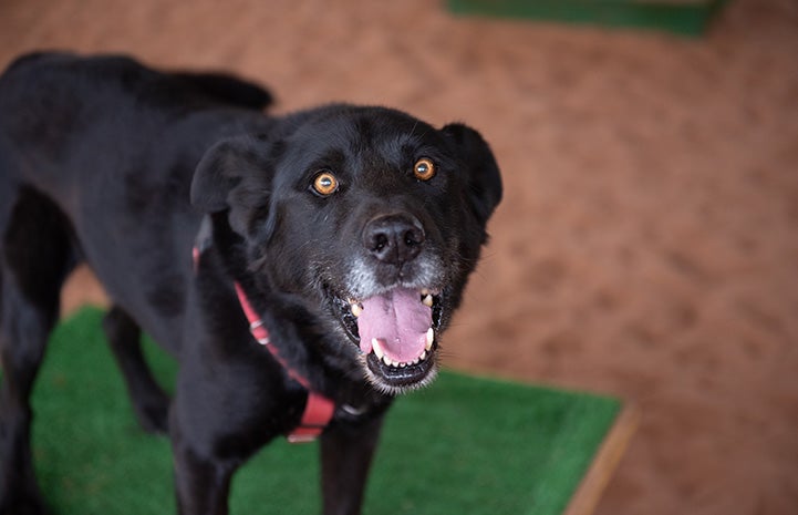 Levi the dog on a piece of agility equipment