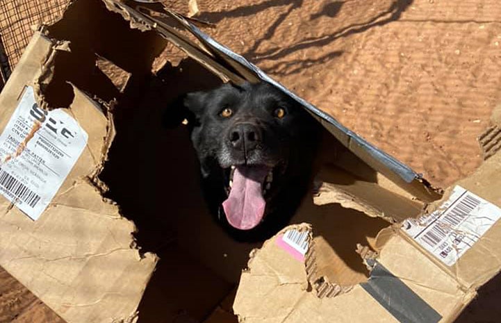 Levi the dog in a cardboard box