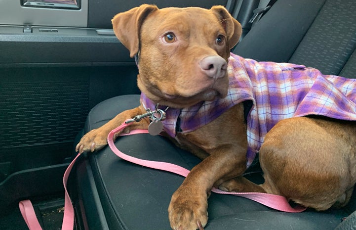 Tulip the dog looking happy in the seat of a car