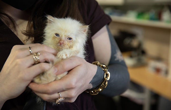 Alucard the kitten being held by a person