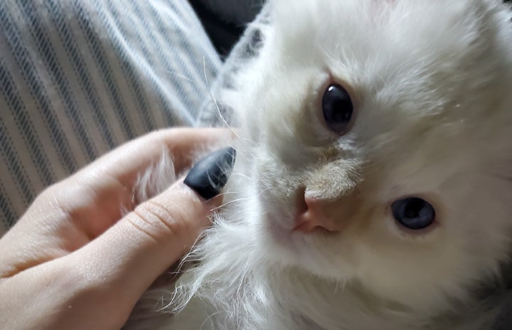 A hand petting Alucard the kitten