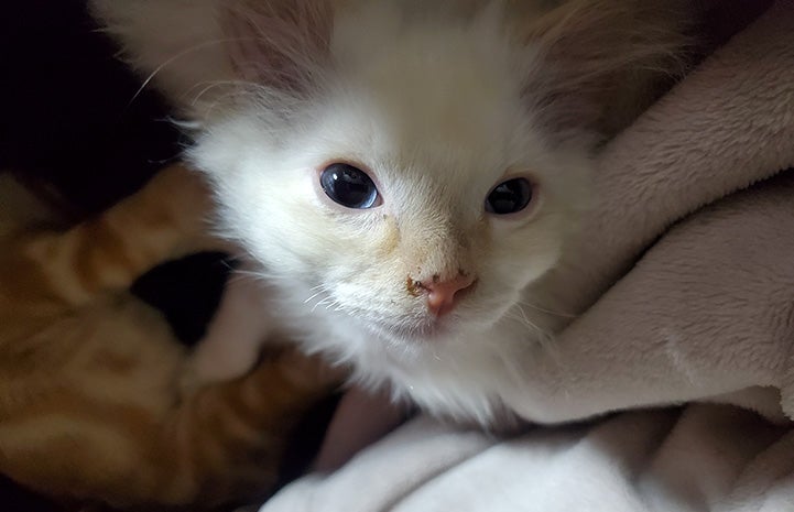 Alucard the kitten lying next to Crooks