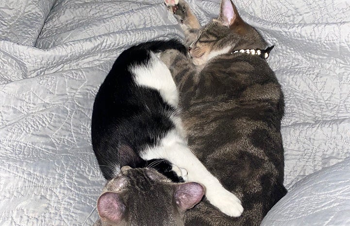Alfred the cat snuggling next to two other felines