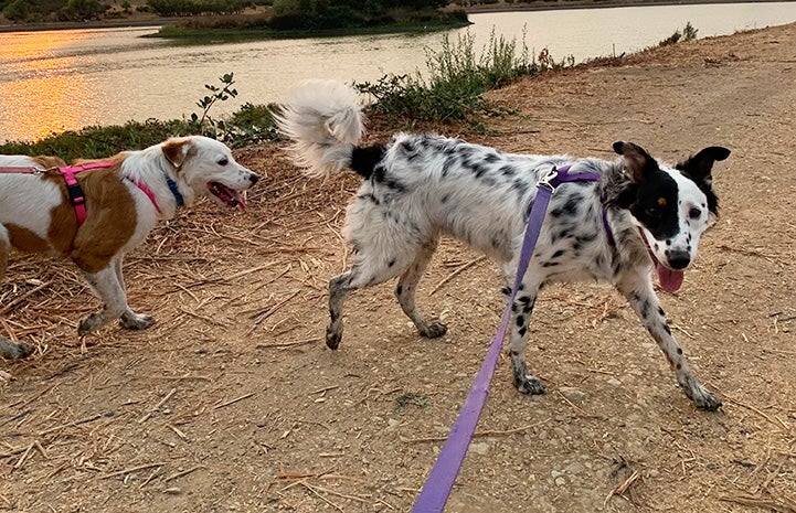 Heidi and Maple the dogs running together next to some water