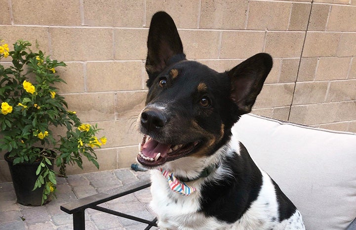 Reggie the dog sitting on a chair smiling, with some yellow flowers behind him