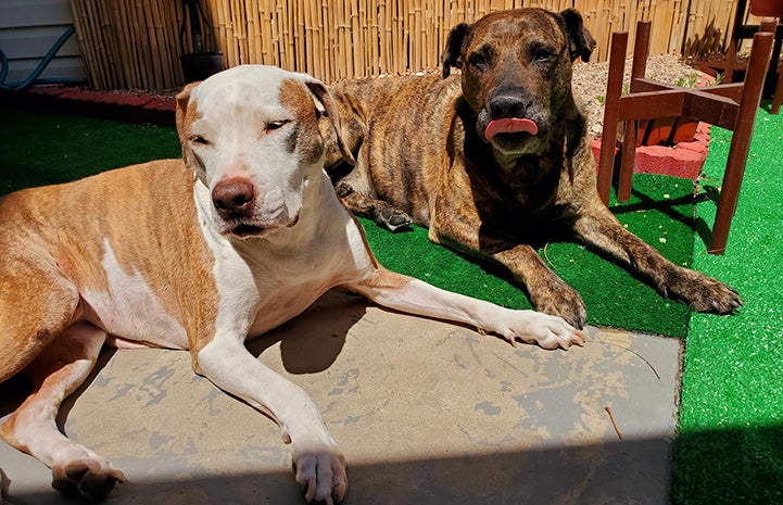 Ripley the dog lying next to his canine pal