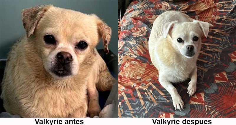 Valkyrie antes y Valkyrie despues