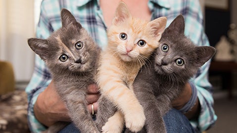 Person holding litter of three kittens
