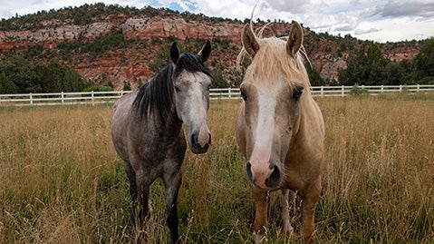 Two horses outside in a pasture