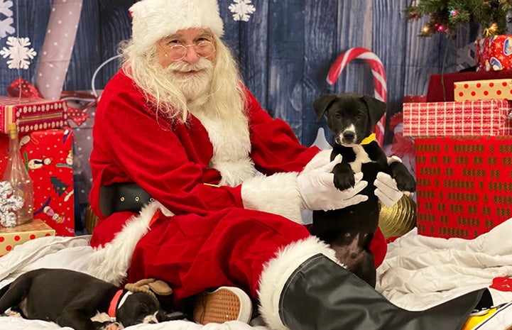 Bob Burleson dressed as Santa with two puppies