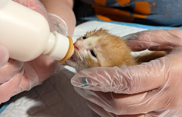 A person's hands holding an orange tabby kitten who is being bottle-fed