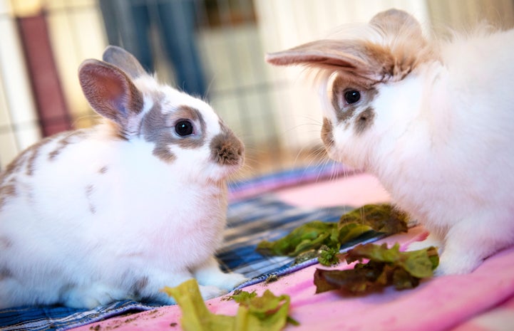 Waffle House and iHop the bunnies eating leafy greens together