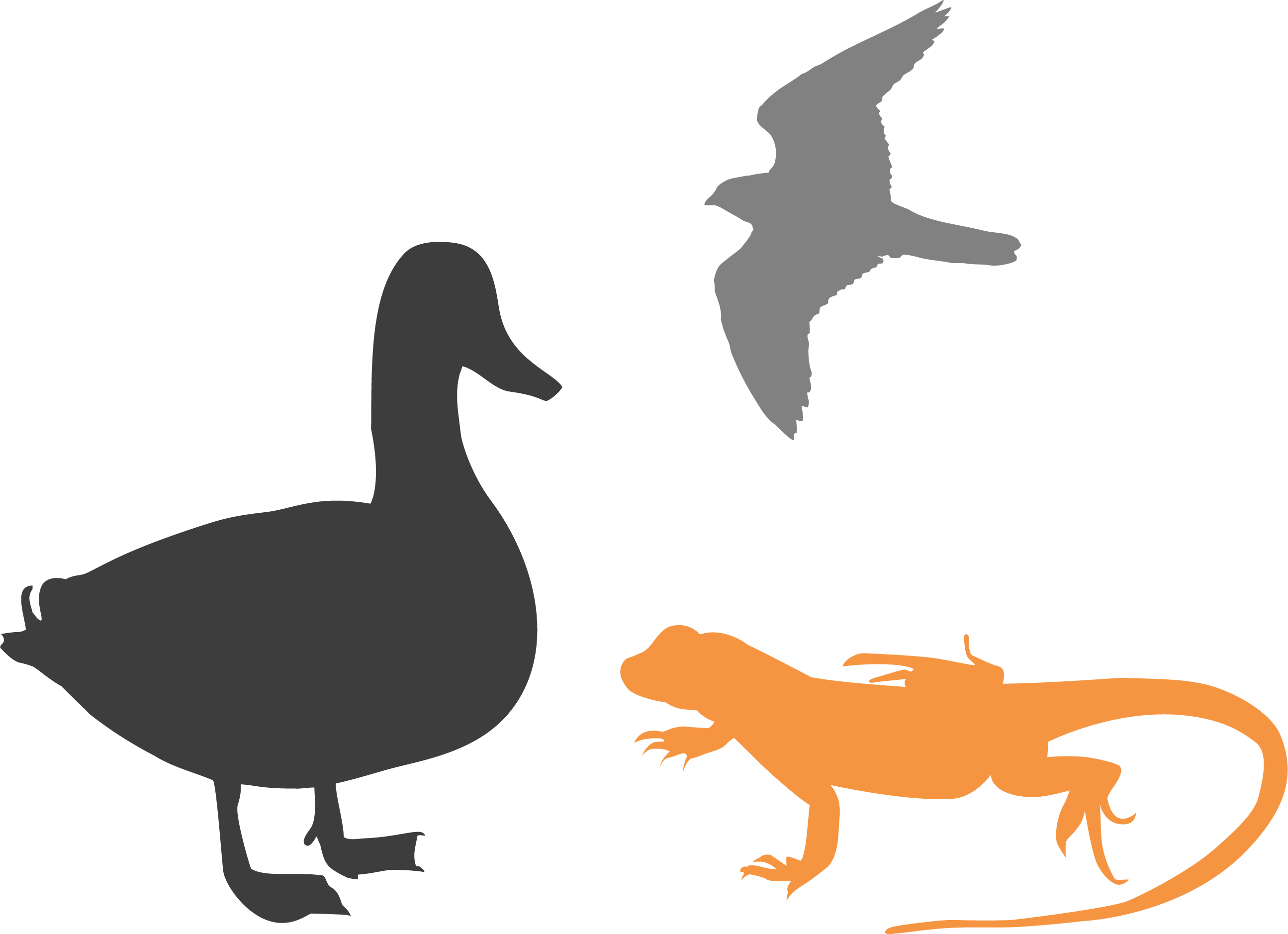 Silhouettes of a duck, lizard, and flying bird
