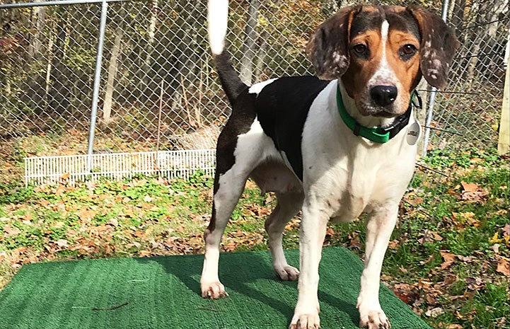 Beagle standing on a green Astroturf platform in a yard