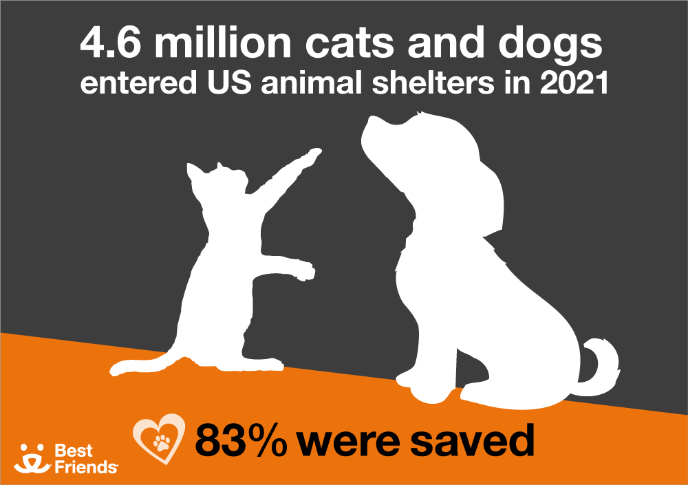 4.6 million cats and dogs entered US shelters in 2021