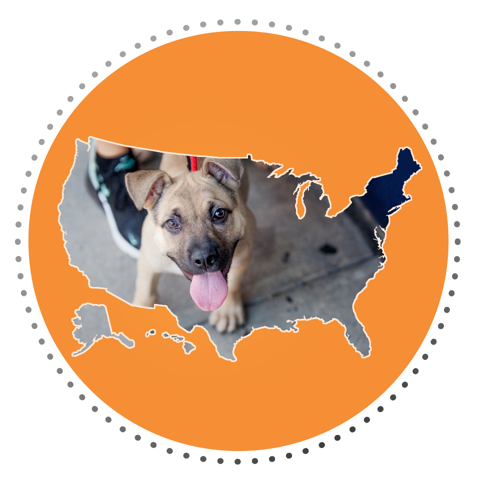 USA map in circle with dog