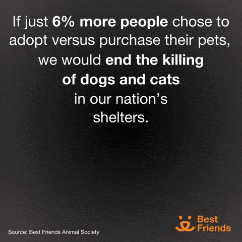 Best Friends 6% more people adopt cat gif