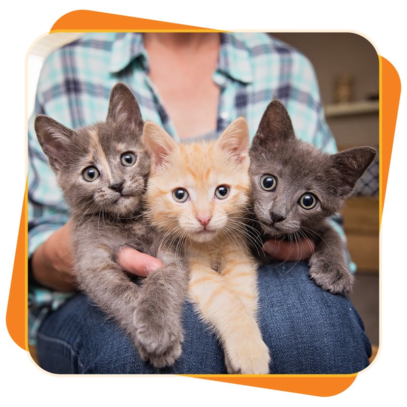 Three kittens being held by caregiver