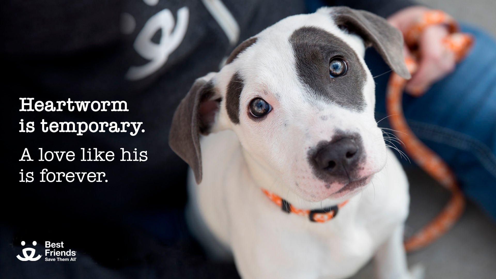 Photo of white and gray puppy with text: Heartworm is temporary. A love like his is forever.