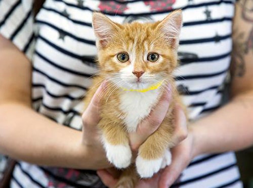 Person holding a tiny orange kitten