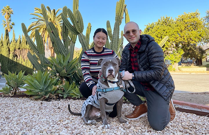 Cannoli the pit bull with two people in front of some cacti
