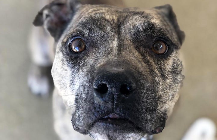 Brindle pit bull terrier Gemma looking up at the camera