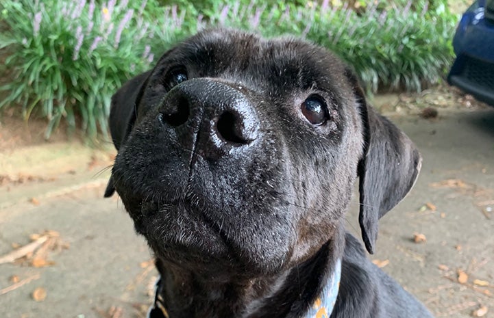 Miss Rogers the pit bull terrier looking up toward the camera