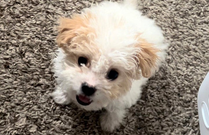 Bella the Maltese-mix puppy at her new home