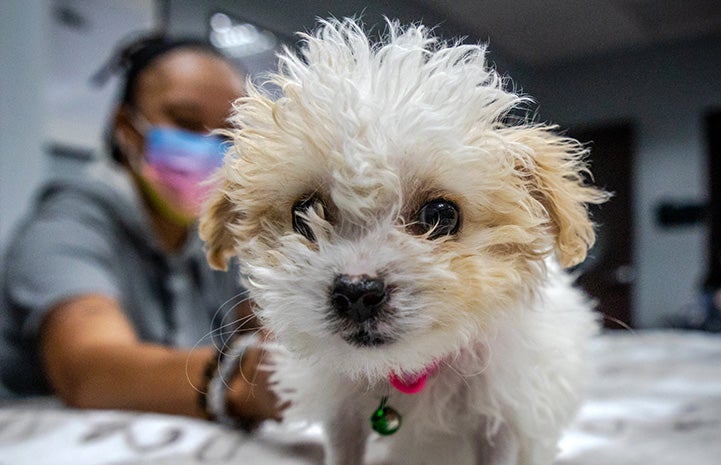 The face of Bella the Maltese-mix puppy with Tammie Sadler in the background