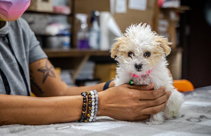 Hands with bracelets on the arm reaching out to cup Bella the puppy