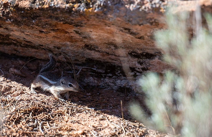 Antelope ground squirrel under a log