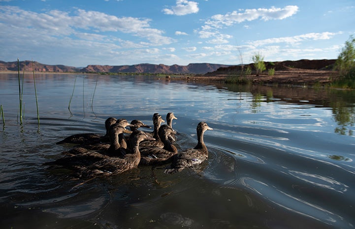 Multiple ducks swimming together on a lake