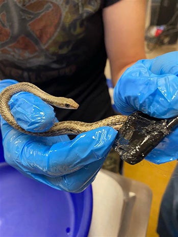 Person in gloved hands removing a western patch nose snake from sticky electrical tape