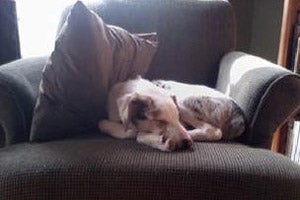 Blind and deaf Australian shepherd mix dog sleeping in a chair