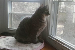 Cat looking out the window of her new home