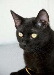 All black cat with green eyes