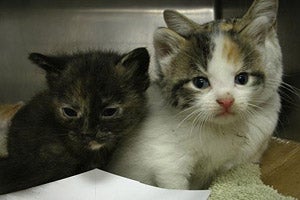 Kittens from Chicago who were saved