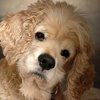 can a american cocker spaniel and a japanese chin be friends