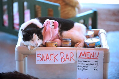 Cat hanging out at the snack bar