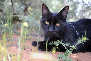 Agent the black cat enjoying his walk outside