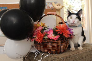 Andrew the cat at his adoption party
