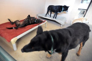 Batgirl the dog being silly rolling on her bed with two other dogs in her run