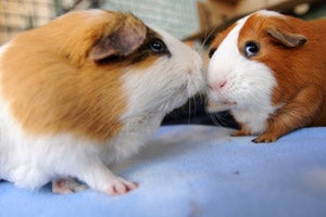 Two tan and white guinea pigs