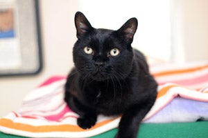 Black cat named Jack sitting on a colorful towel