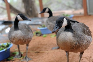 Canadian geese trio who are now grown up